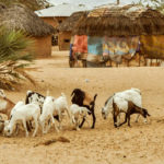 Outcasts_mbuzi_SOM-1