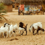 Outcasts_mbuzi_SOM-1-2