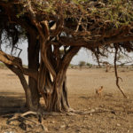 Outcasts_mbuzi_kółka_SOM-1