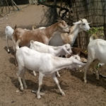 Outcasts_mbuzi_kółka_SOM-1-2