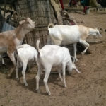 Outcasts_mbuzi_kółka_SOM-3