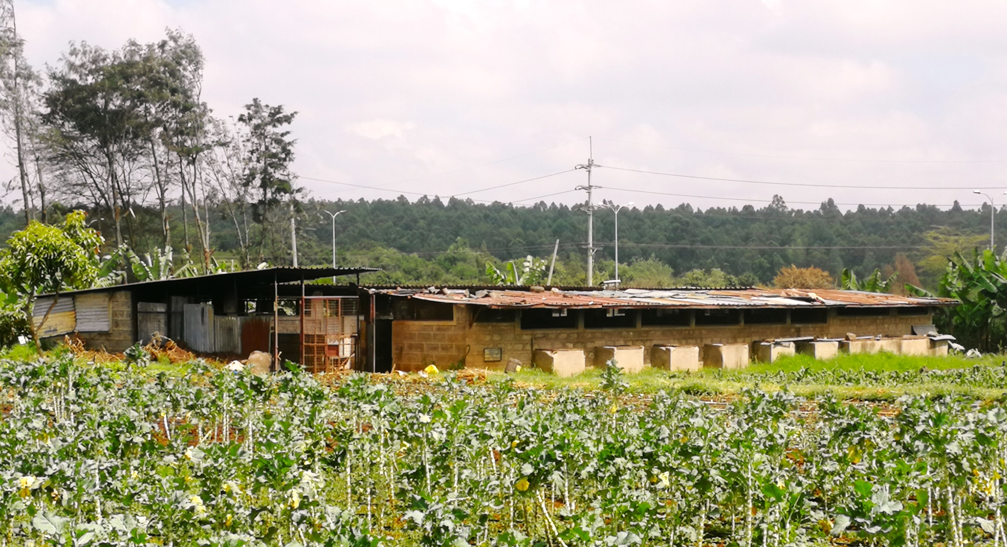 PROJEKT 789 — KENIA — REMONT POMIESZCZEŃ