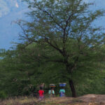 MWDB_Basia_Malawi_SOM 25-1011644