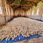 MWDB_Emilia_Zambia_25_SOM-1000076273