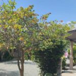 WhatsApp Image 2025-05-19 at 14.53.48 (4)